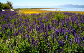 img-lupine-meadow.jpg